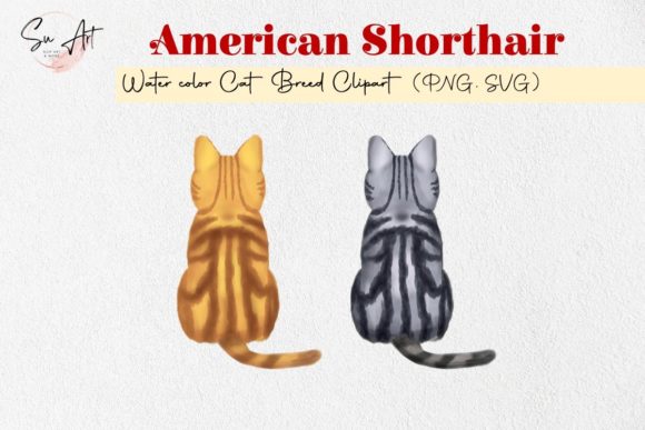 American Shorthair Cat Breed