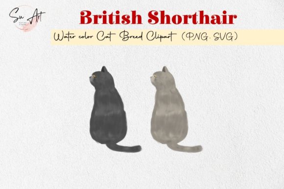 British Shorthair Cat Breed